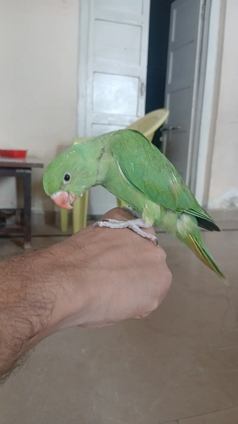 Sun conure and ring neck chick — photo 5