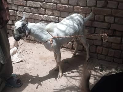 2dant Teedy Barri nasal Bakra for sale