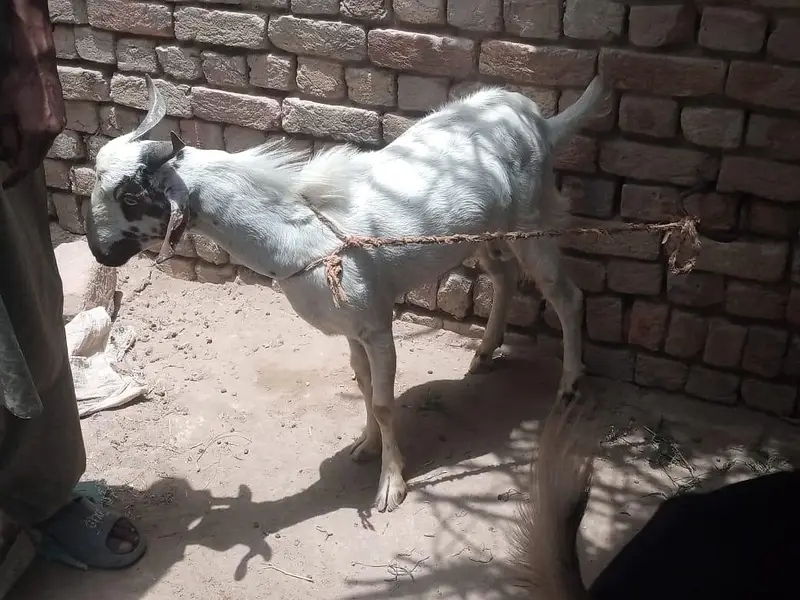 2dant Teedy Barri nasal Bakra for sale