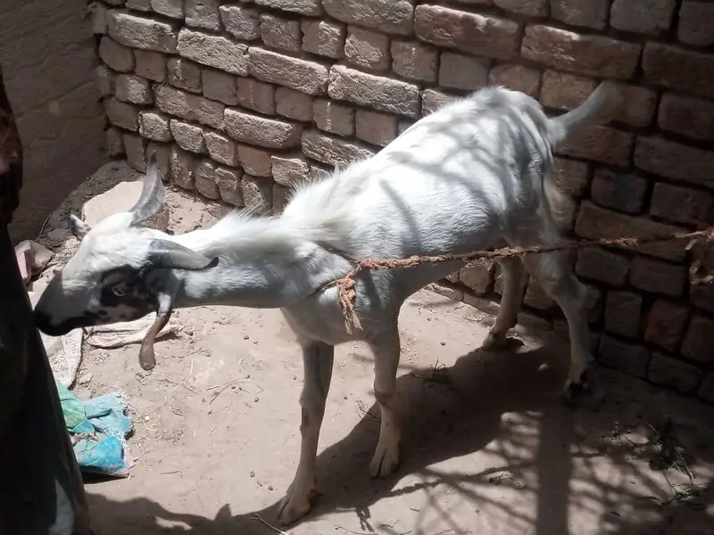 2dant Teedy Barri nasal Bakra for sale — photo 2