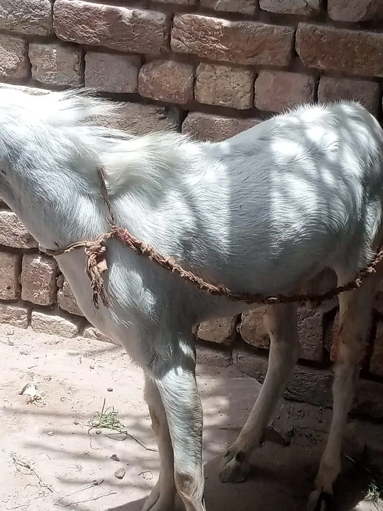2dant Teedy Barri nasal Bakra for sale — photo 3