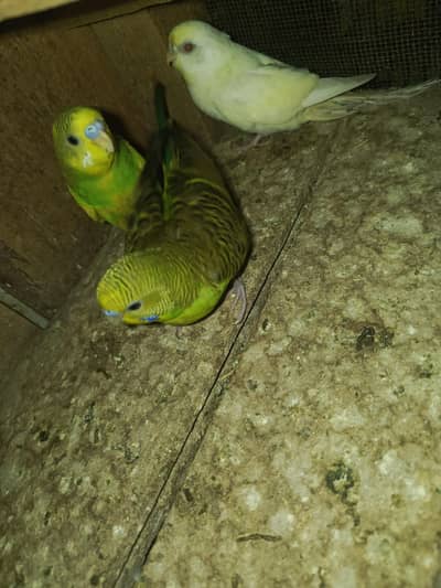 Australian Birds
