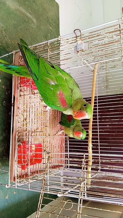 Parrot Chick