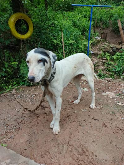 Bully female