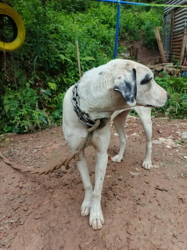 Bully female — photo 2