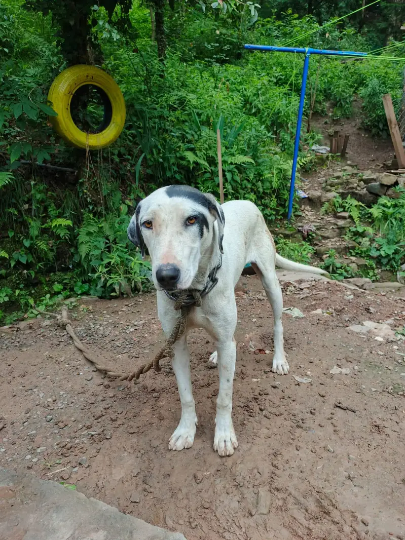 Bully female — photo 3