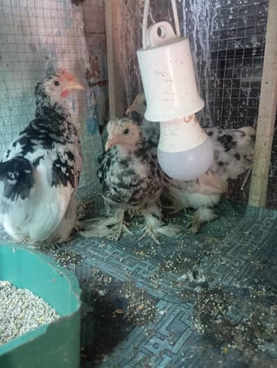 molted set 1 +2 for sale