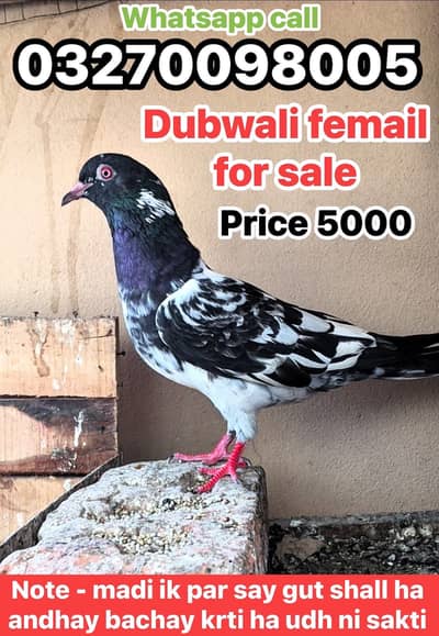 Pure dubwali femail kabootar piegon