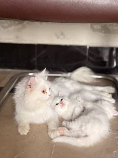 3 Kittens Baby And 1 Cat Mother with Cat Family