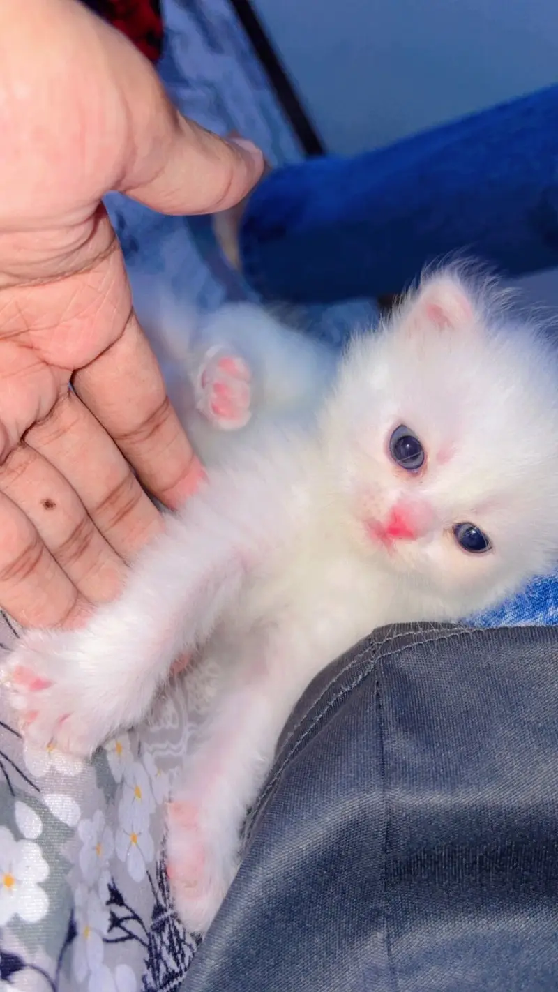 3 Kittens Baby And 1 Cat Mother with Cat Family — photo 2