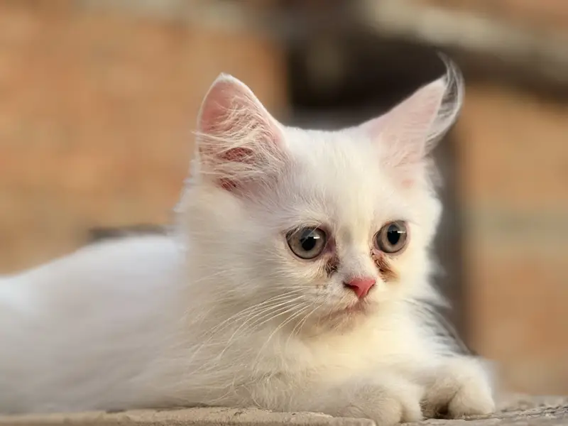 3 Kittens Baby And 1 Cat Mother with Cat Family — photo 4