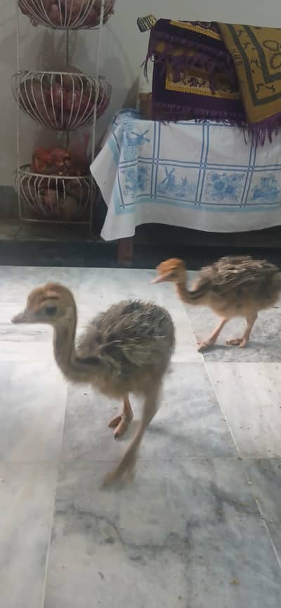 Ostrich chick
