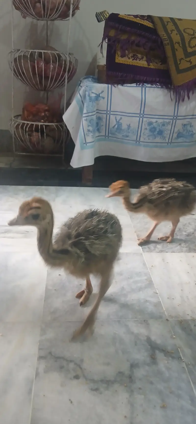 Ostrich chick