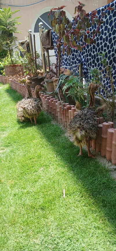 Ostrich chick