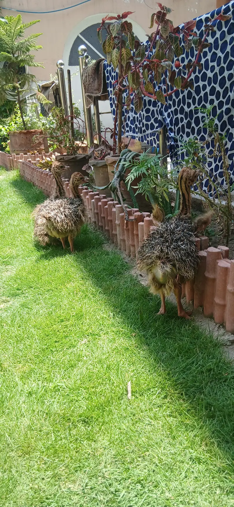 Ostrich chick — photo 2