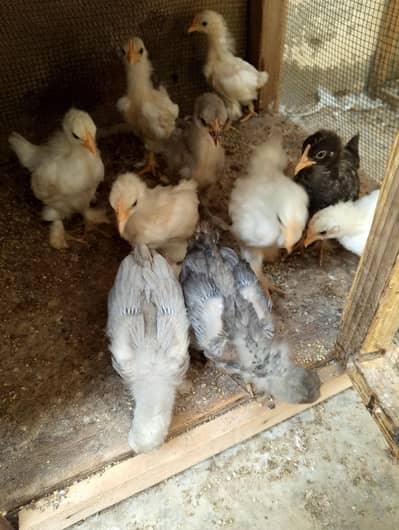 bantam hens and chicks