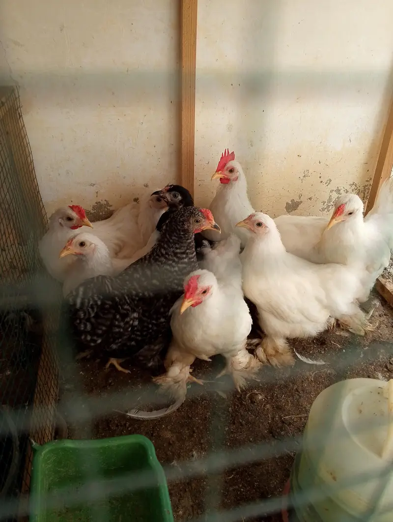 bantam hens and chicks — photo 4