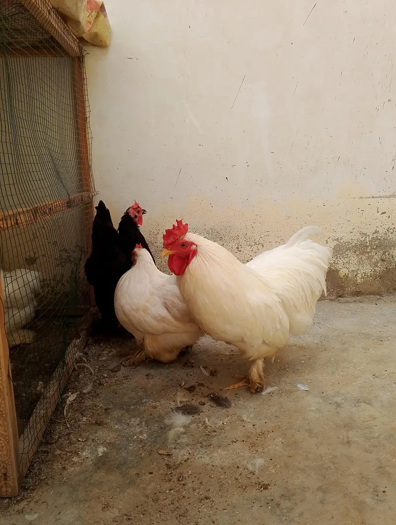 bantam hens and chicks — photo 5