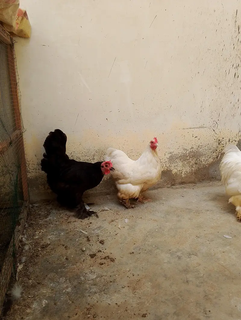 bantam hens and chicks — photo 6