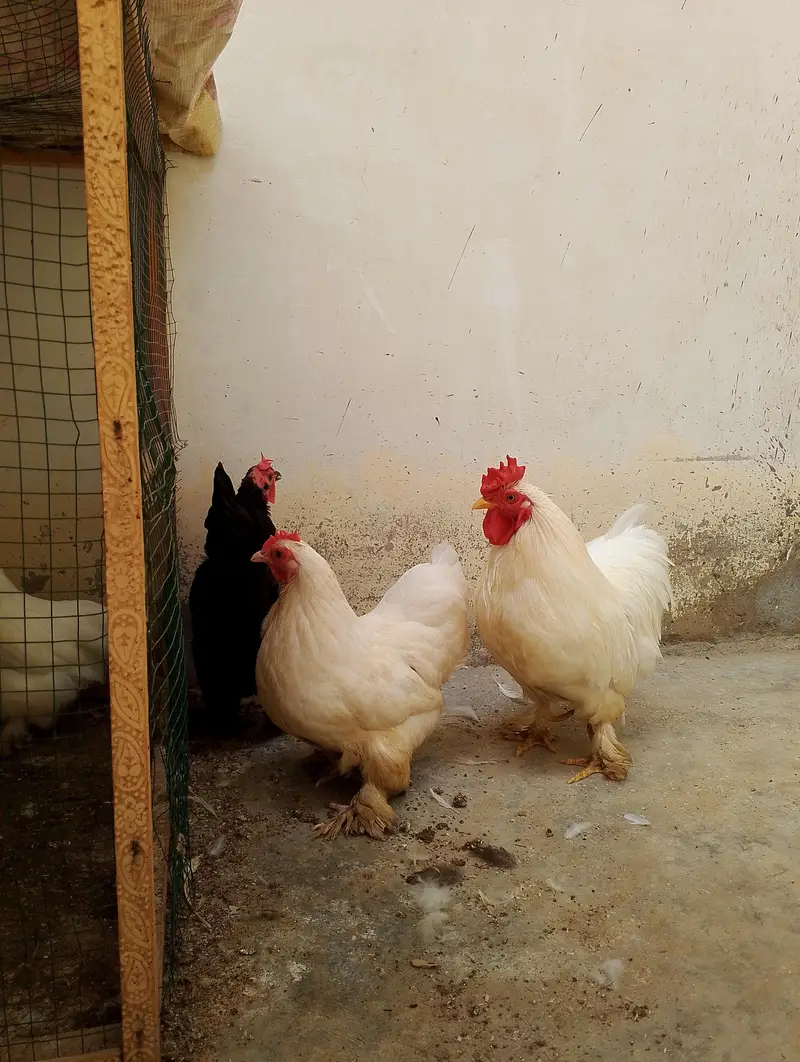 bantam hens and chicks — photo 7