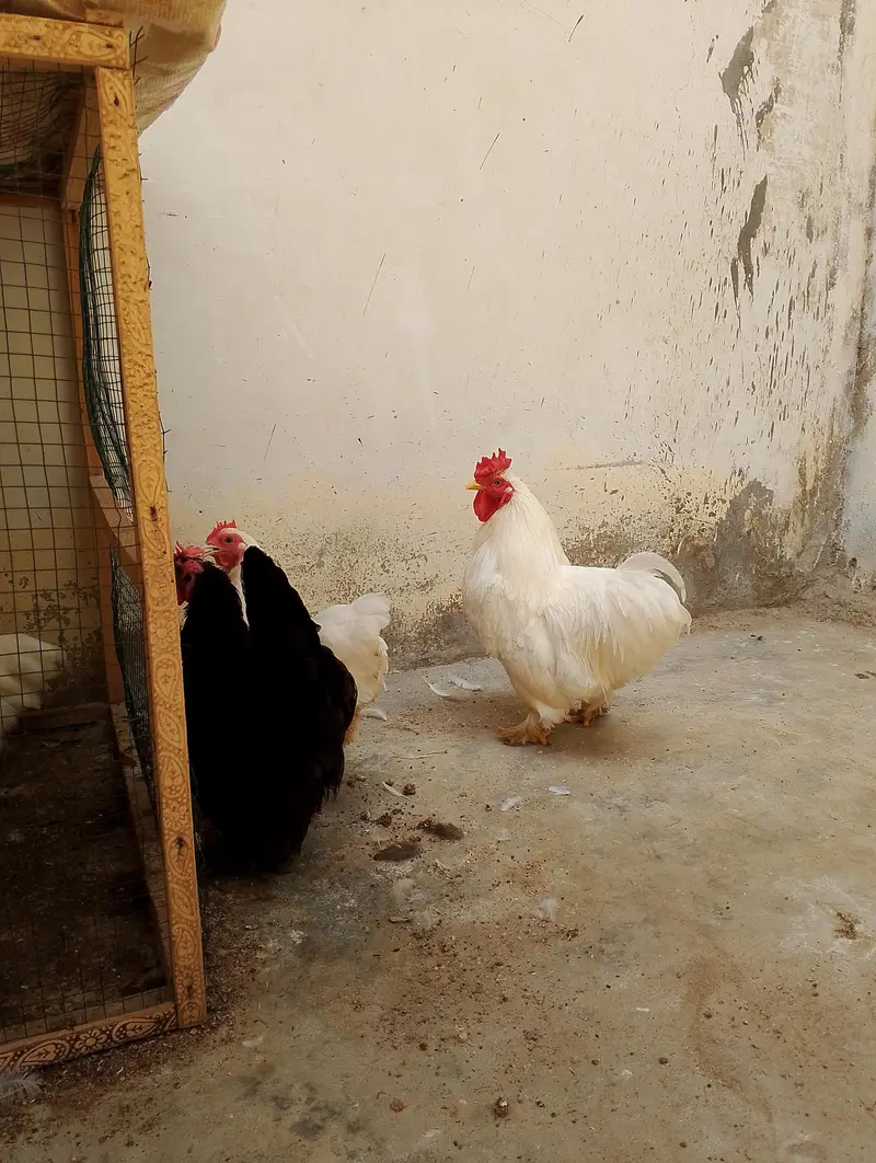 bantam hens and chicks — photo 8