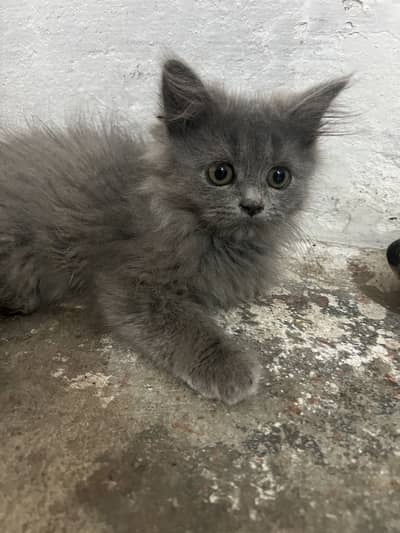 Triple coated persion kitten