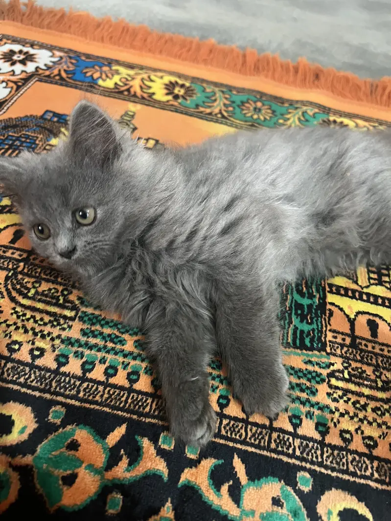 Triple coated persion kitten — photo 2