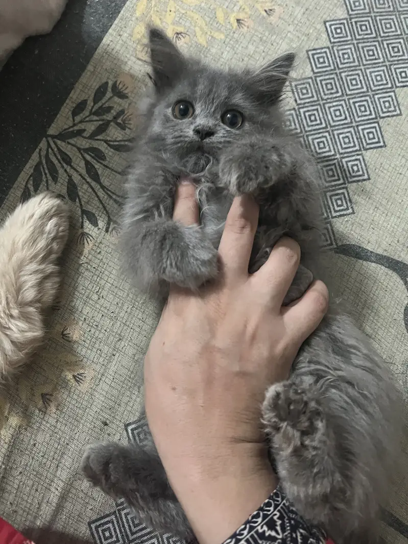 Triple coated persion kitten — photo 3