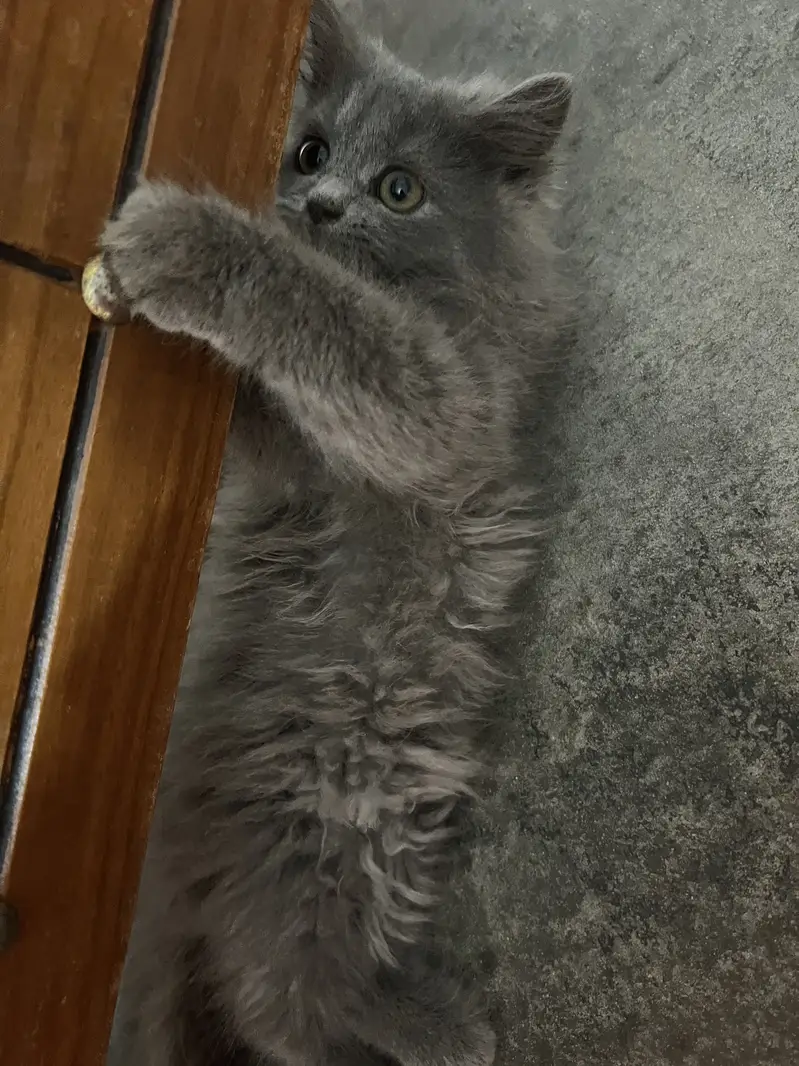 Triple coated persion kitten — photo 4