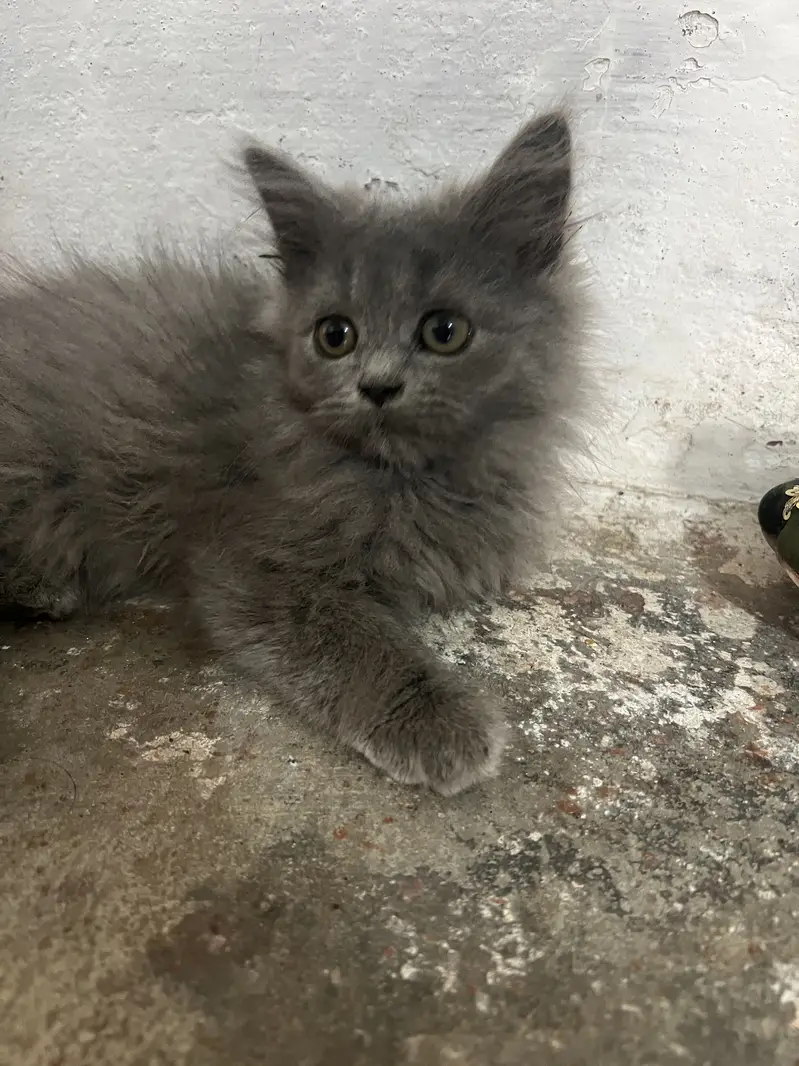 Triple coated persion kitten — photo 5