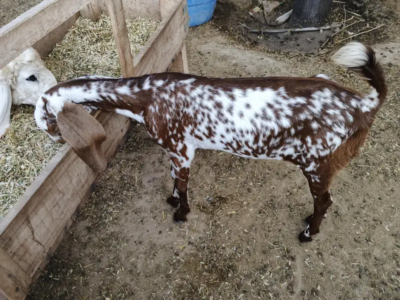 Makhi chini Path for sale 032898/38901 — photo 2