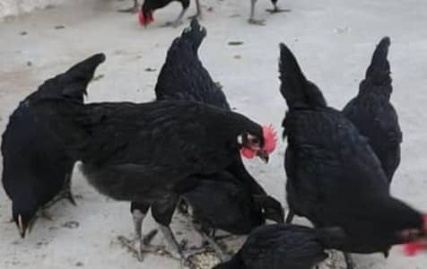 Australorp Mugha پٹے نرینہ