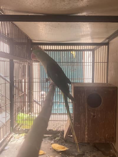 Raw breeder female