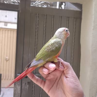 Conure Parrot yellow sided