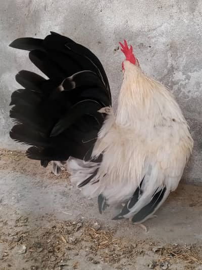 Black Tail Japanese