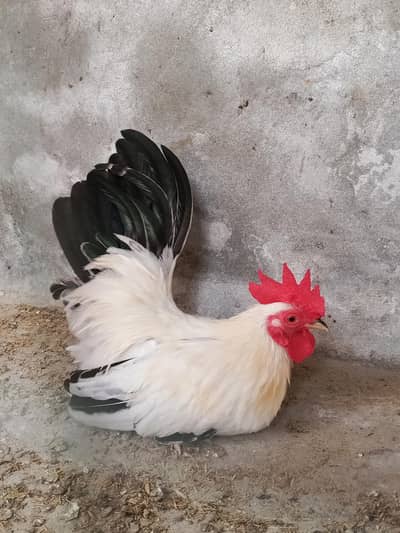 Black Tail Japanese