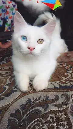 2 Persian cuple cat age 4 month male and femal — photo 2