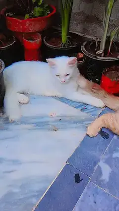 2 Persian cuple cat age 4 month male and femal — photo 3