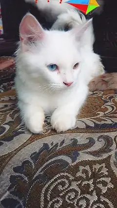 2 Persian cuple cat age 4 month male and femal — photo 4