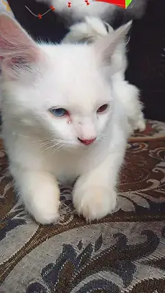 2 Persian cuple cat age 4 month male and femal — photo 5