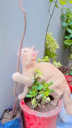 2 Persian cuple cat age 4 month male and femal — photo 6
