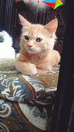 2 Persian cuple cat age 4 month male and femal — photo 7