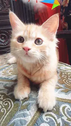2 Persian cuple cat age 4 month male and femal — photo 8
