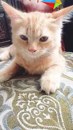 2 Persian cuple cat age 4 month male and femal — photo 9