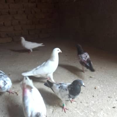 شاندار کبوتروں کا سیٹ برائے فروخت - فوری رابطہ کریں!