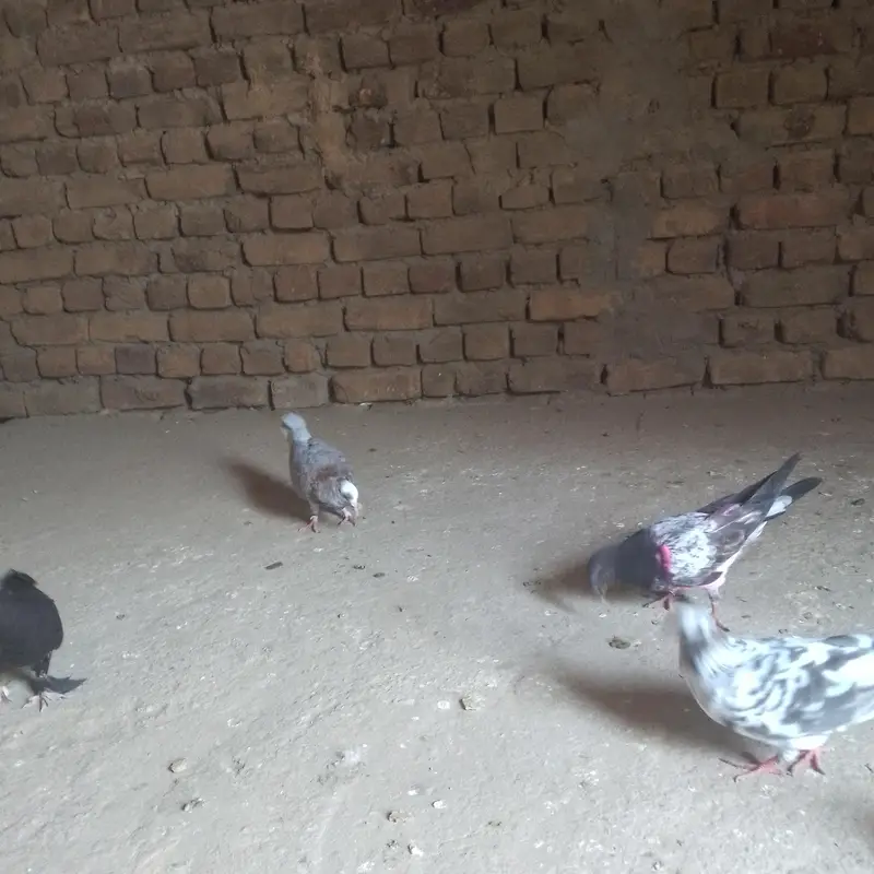 شاندار کبوتروں کا سیٹ برائے فروخت - فوری رابطہ کریں! — photo 5