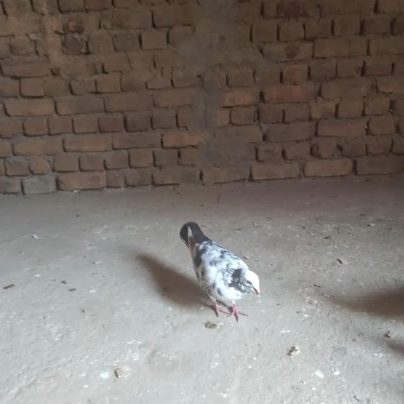 شاندار کبوتروں کا سیٹ برائے فروخت - فوری رابطہ کریں! — photo 6