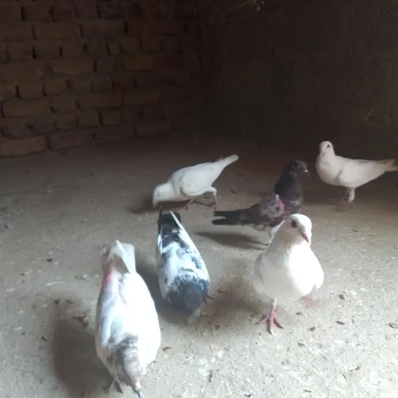 شاندار کبوتروں کا سیٹ برائے فروخت - فوری رابطہ کریں! — photo 8