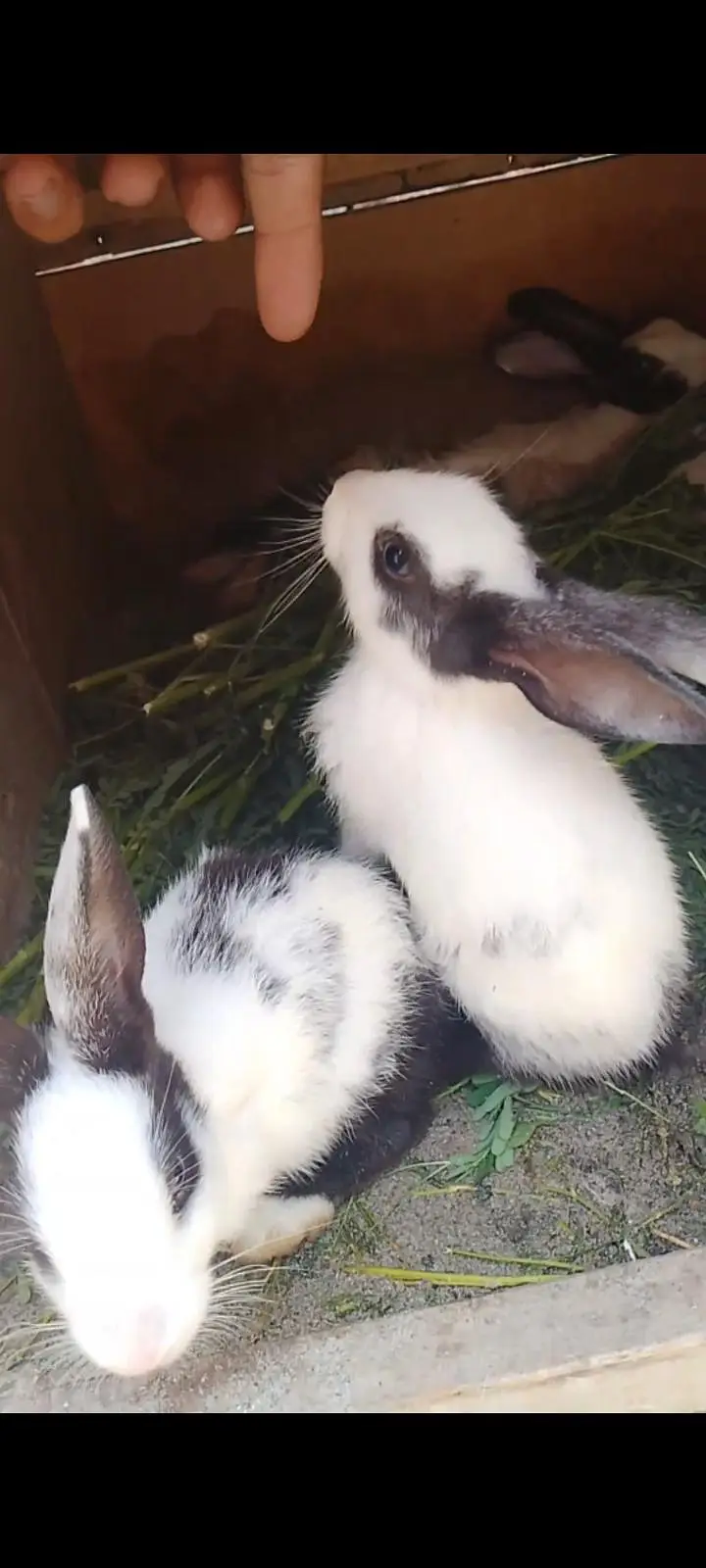 Rabbits