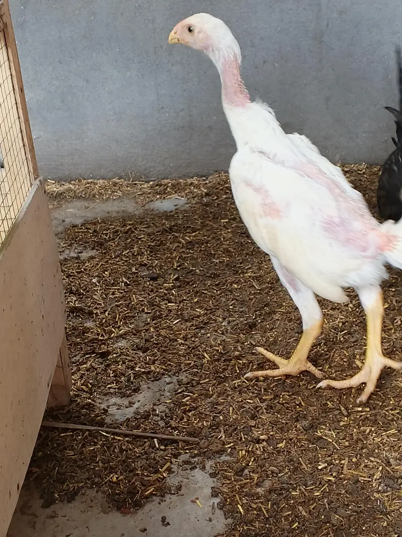whiteshamo/blackshamo/shamo/aseel/Heera/fancyhen/onagadori/fancy — photo 3